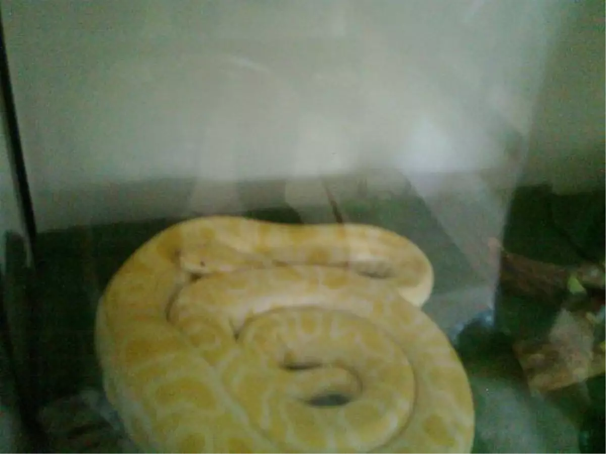 Piton Yılanını Polise Satmak İstedi