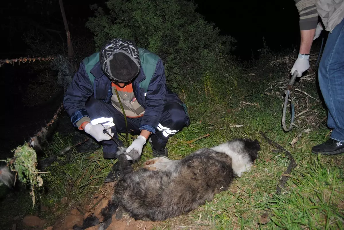 Tellere Dolaşan Köpek 3 Gün Sonra Kurtarıldı