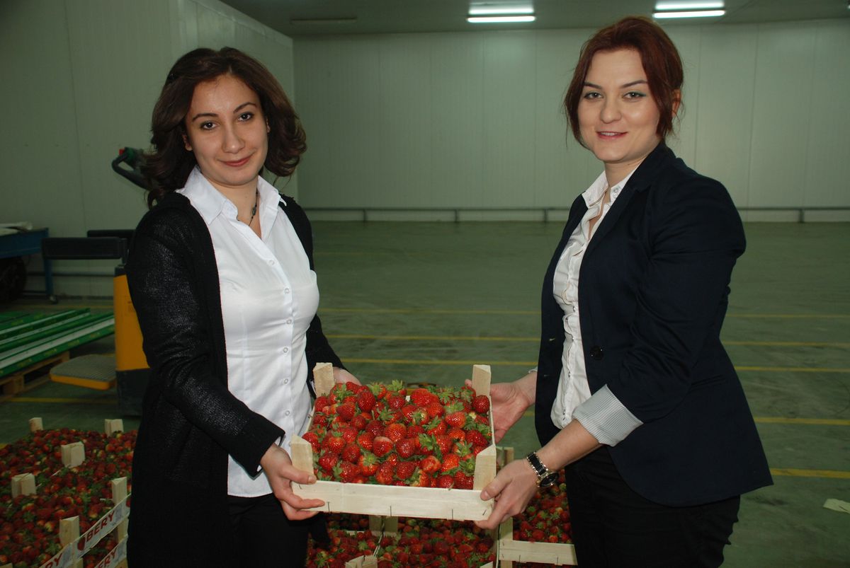 Özmen: "Çileğimiz Hormonsuz ve Kaliteli"