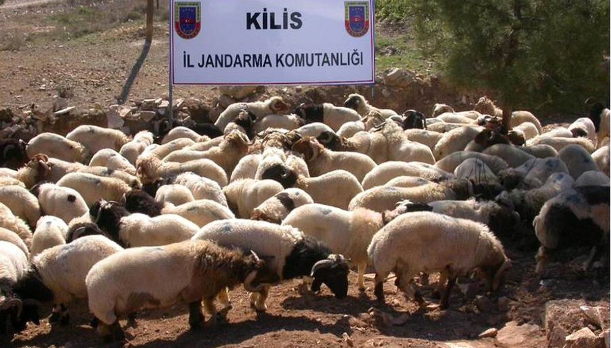 Sınırda Kaçak Koyun Yakalandı