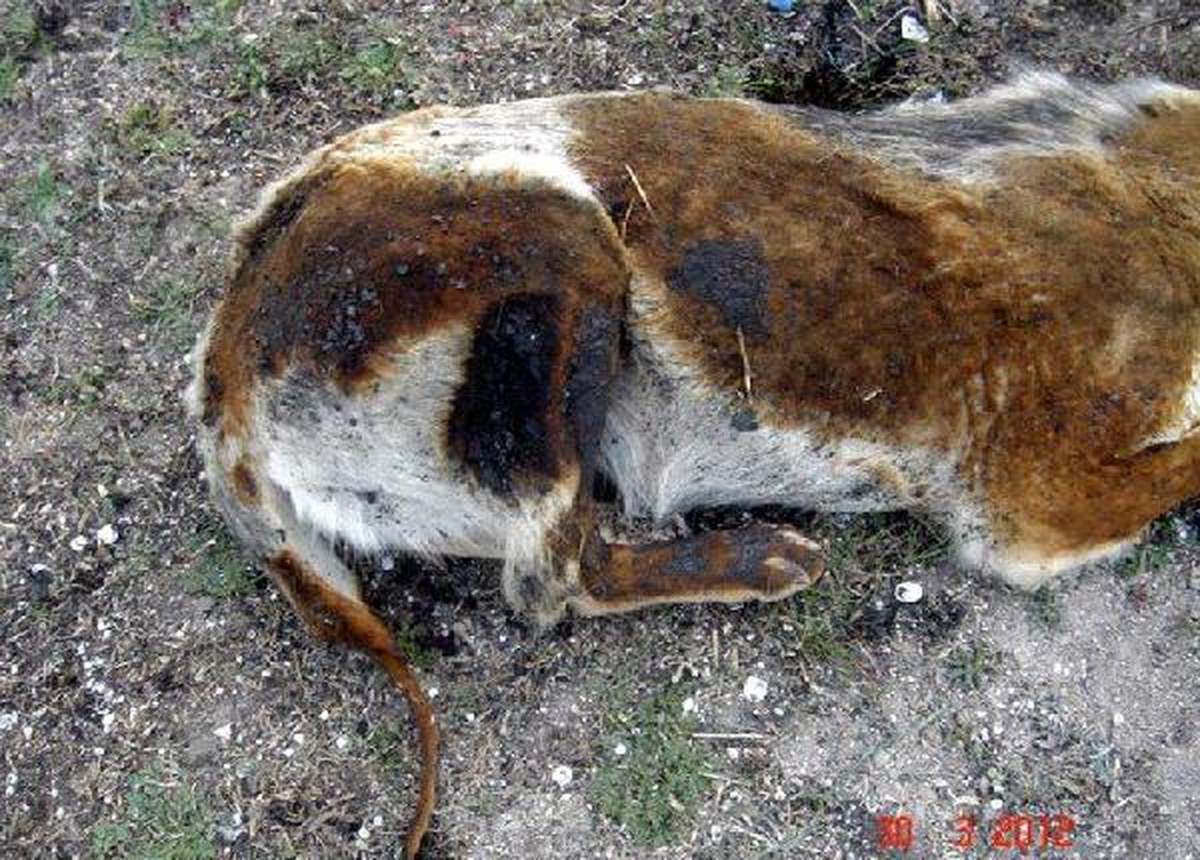 Yakılan Köpekler İçin Suç Duyurusu