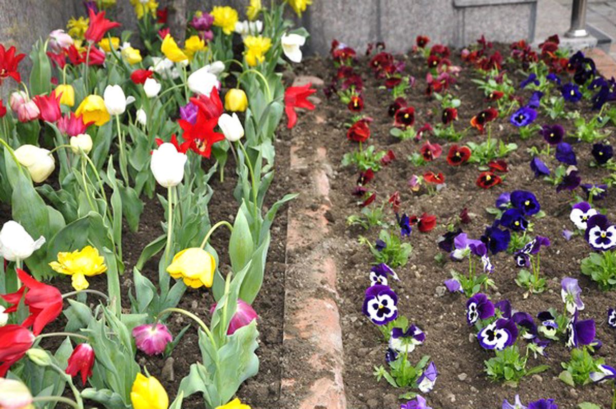 Tosya\'da Park Bahçe Çalışmalarına Başlandı