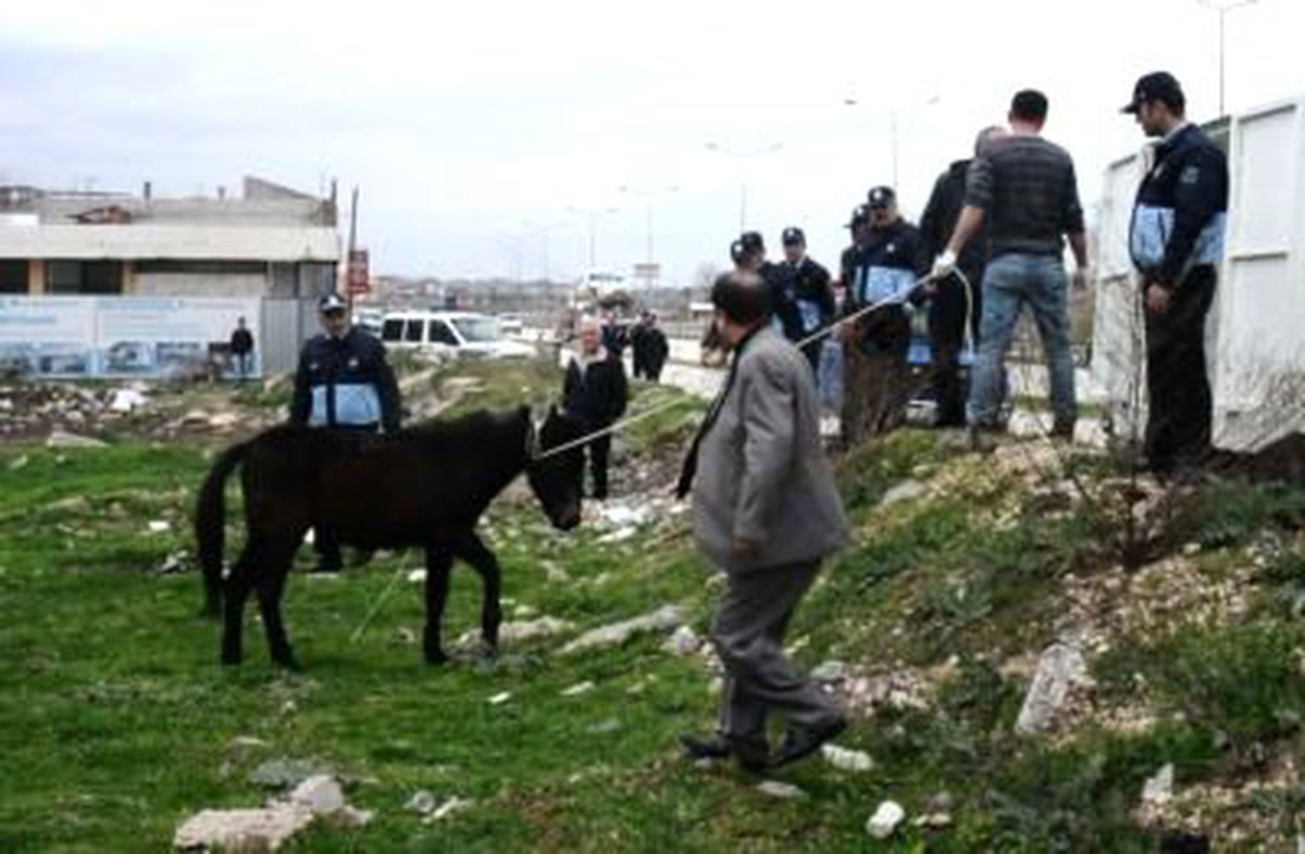 Bursa\'da Başı Boş Atlara Operasyon