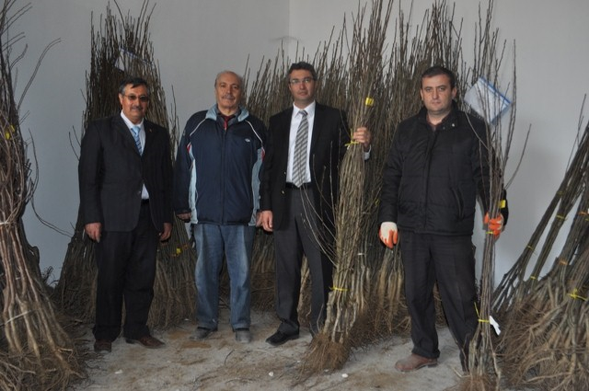 Çankırı\'da 19 Bin 700 Meyve Fidanı Dağıtılacak