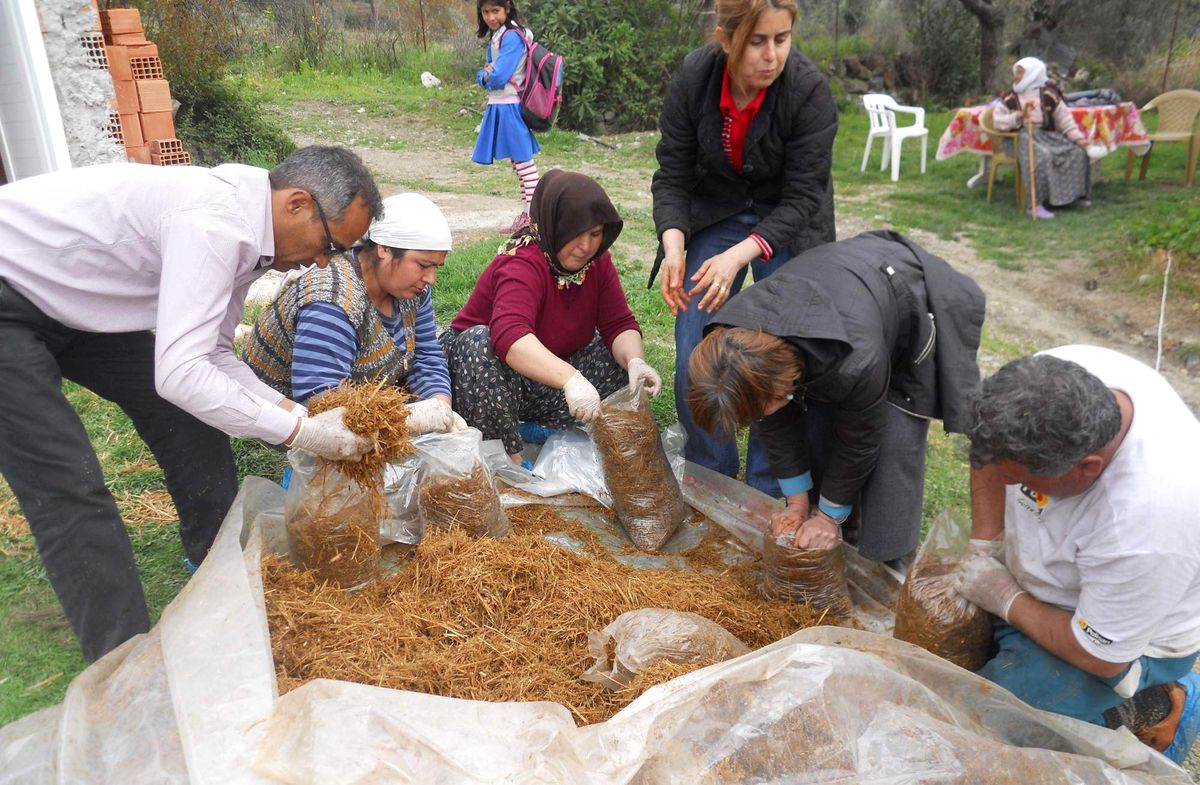 Dalaman\'da Kayın Mantarı Deneme Üretimine Başlandı