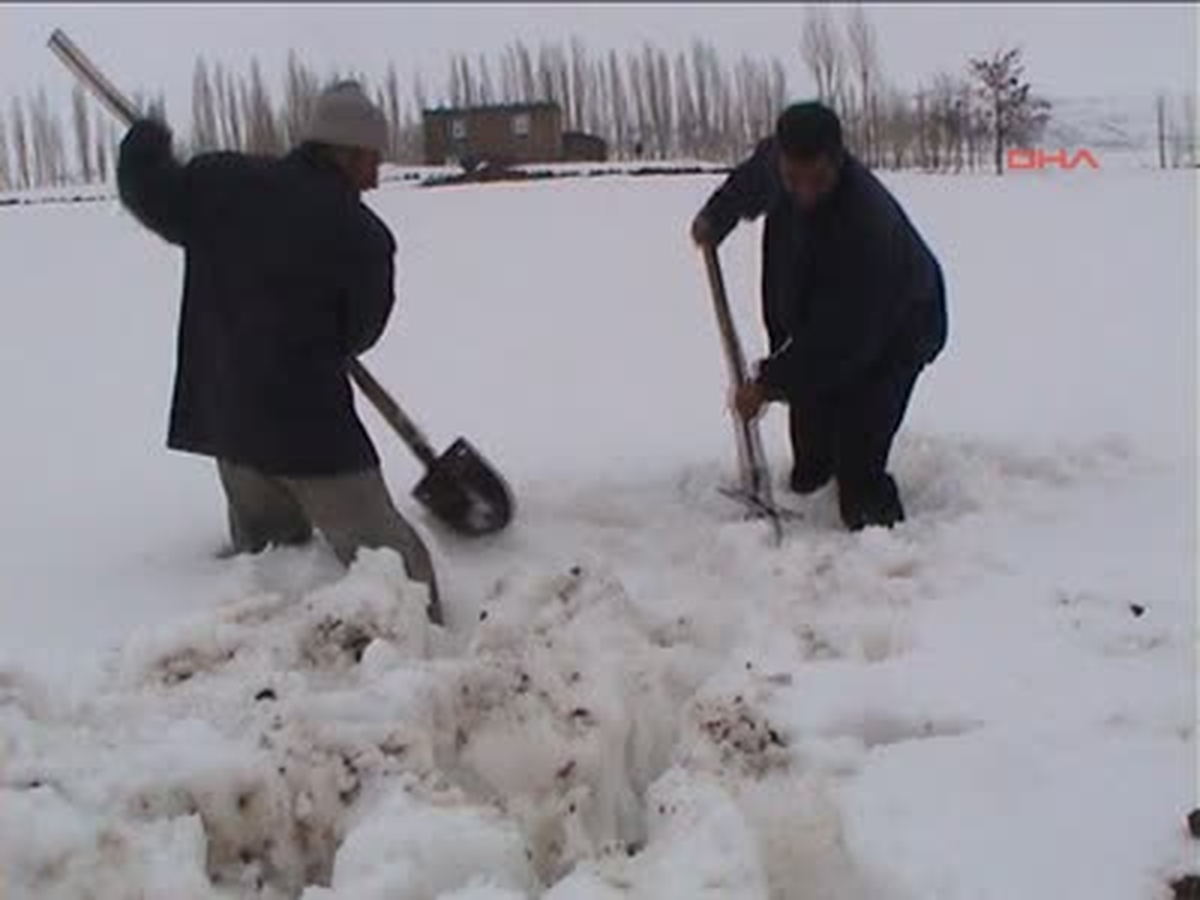 Hayvanlara Pancar Yediriyorlar
