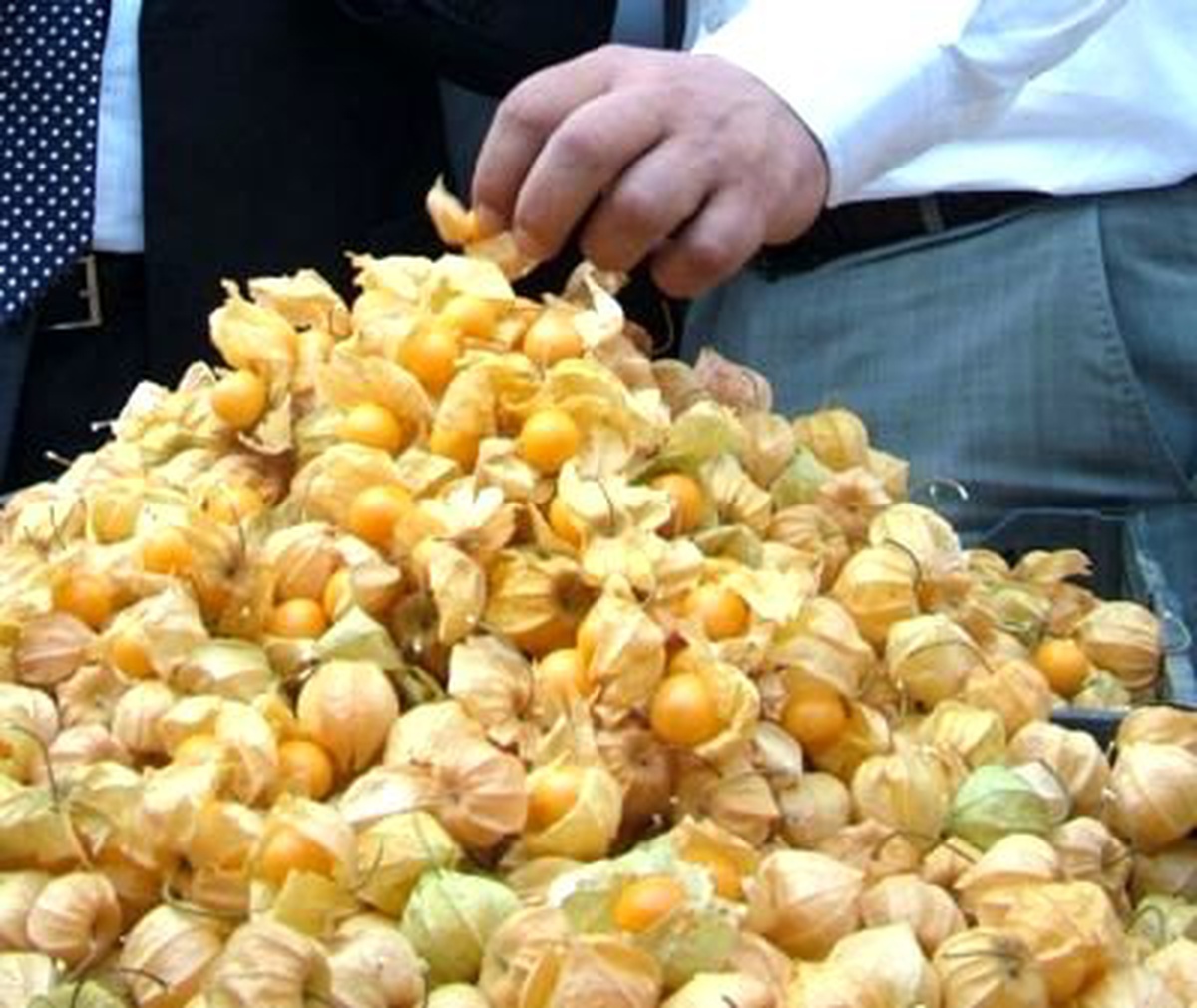 Orta Doğu\'ya Altın Çilek İhraç Edecek