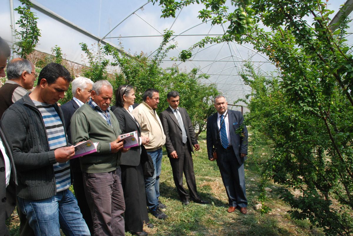 Silifke'de Bodur Can Eriğinin Hasadına Başlandı