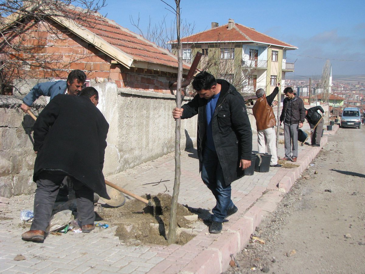 Sorgun'da Caddeler Ağaçlandırılıyor