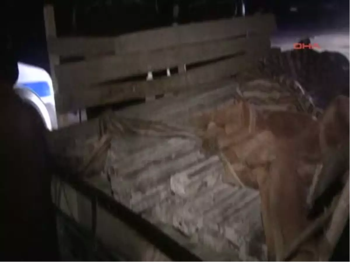 Şüpheli İki Kadın Kaçtı, Terk Edilen At Arabasını Polis Kullandı