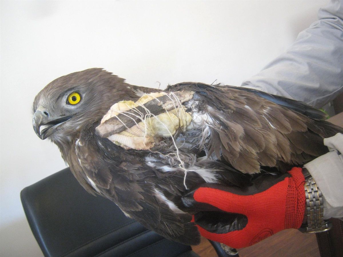 Yaralı Şahin Kaymakamlığa Teslim Edildi