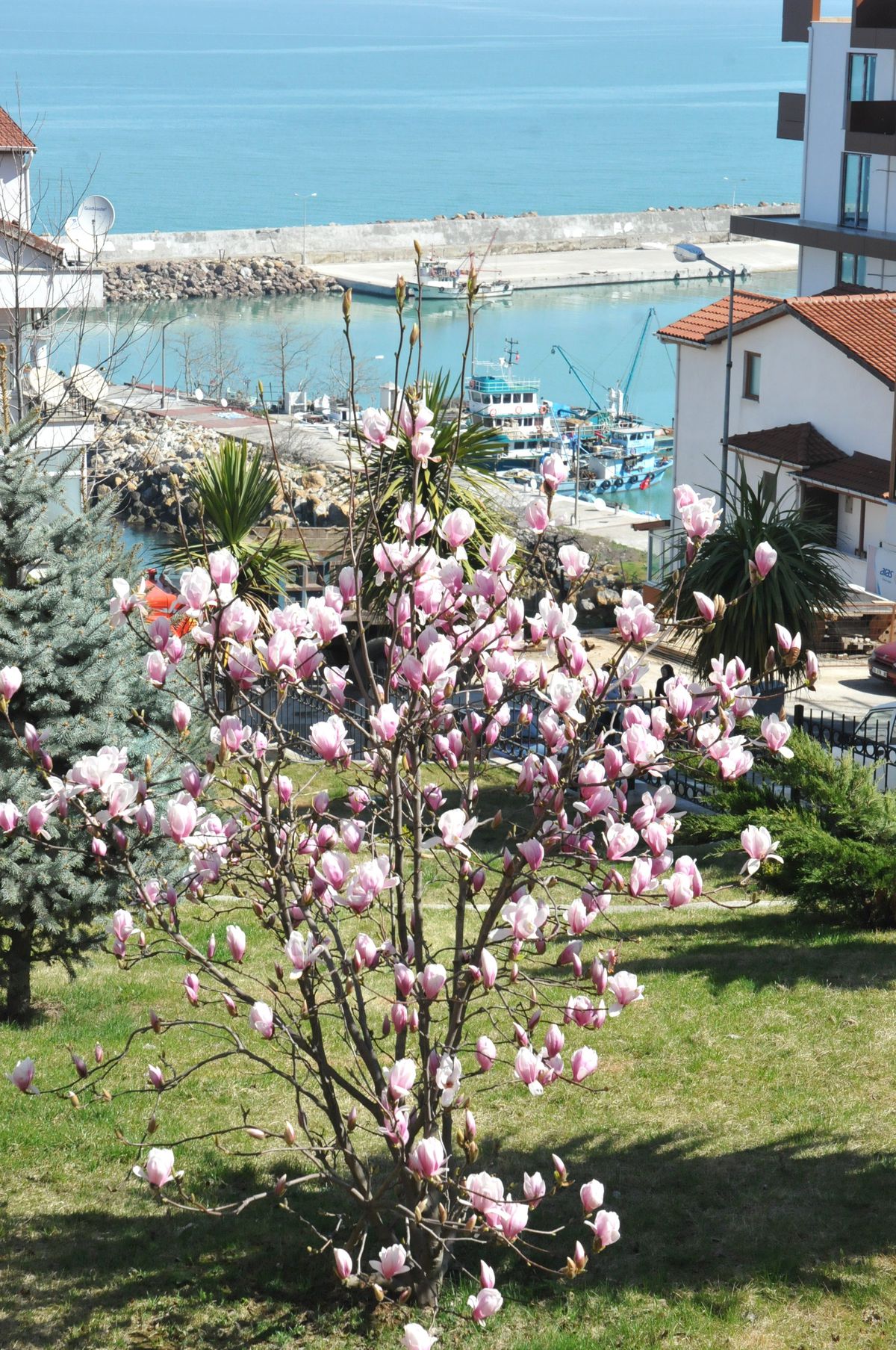 Akçakoca\'da Bahar Yüzünü Gösterdi