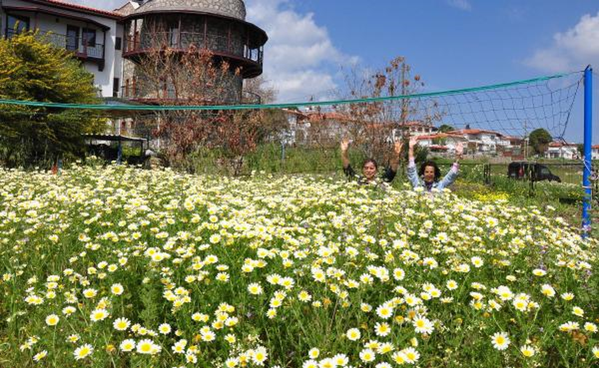 Baharın Müjdecisi Dev Papatyalar