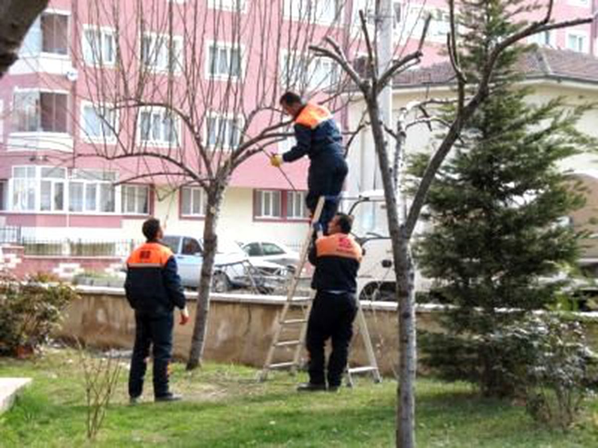 Belediye, Ağaç Budama Çalışmaları Devam Ediyor