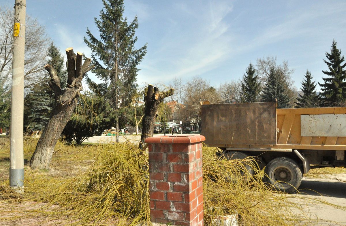 Bolu\'da Parklardaki Ağaçlar Budanıyor