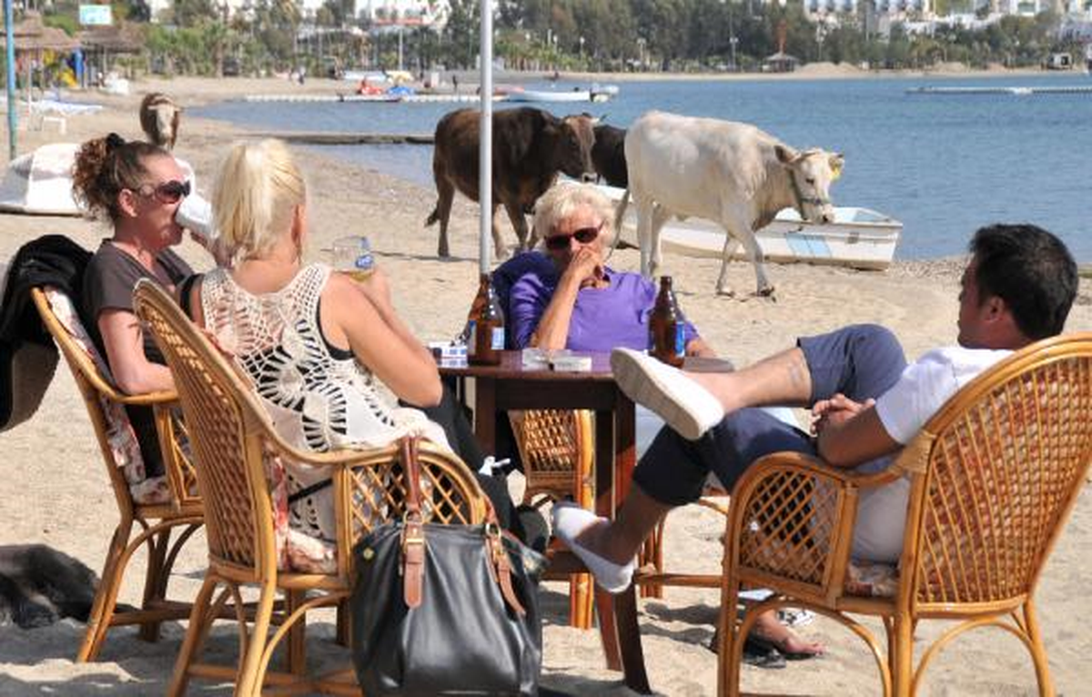 Bodrum\'da İnekler Sahile İndi