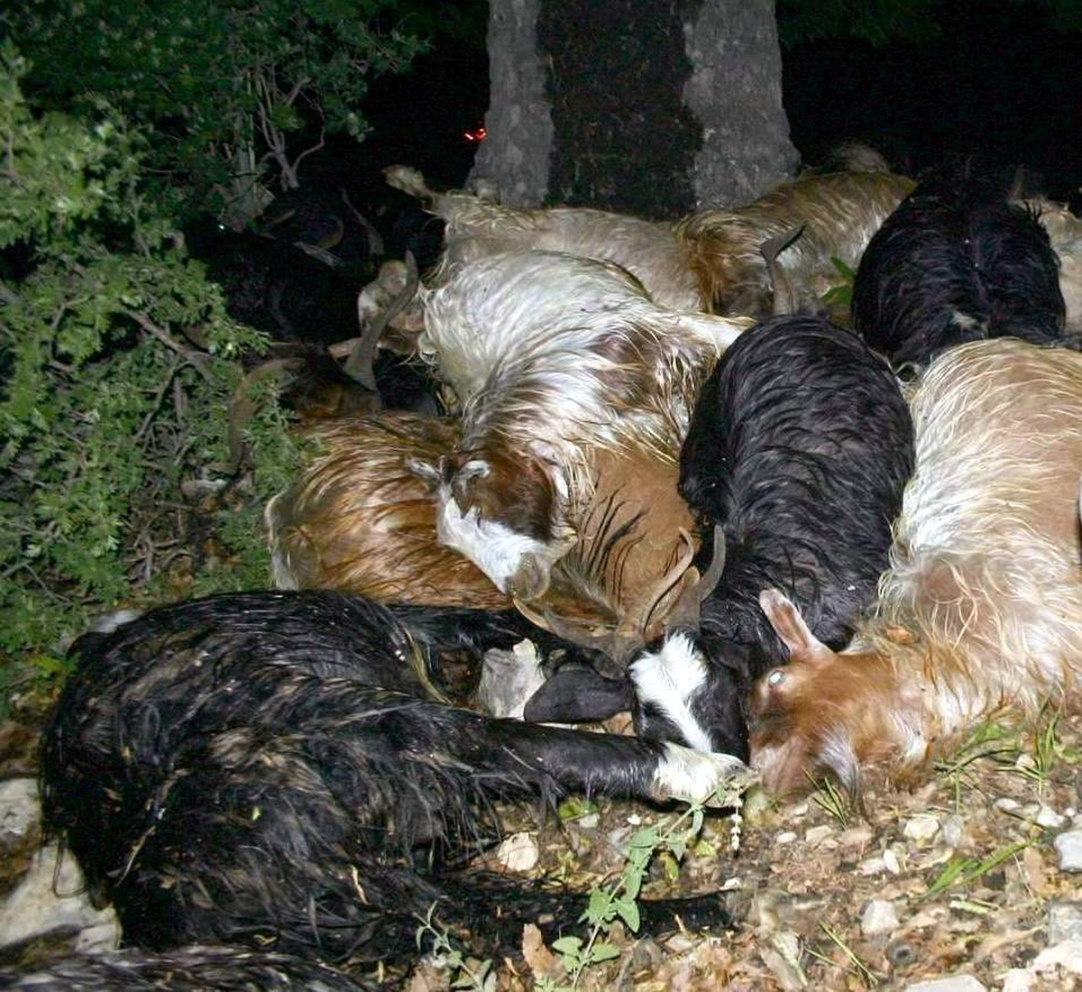 Tunceli'de Çok Miktarda Arpa Yiyen 80 Hayvanın 46'sı Telef Oldu