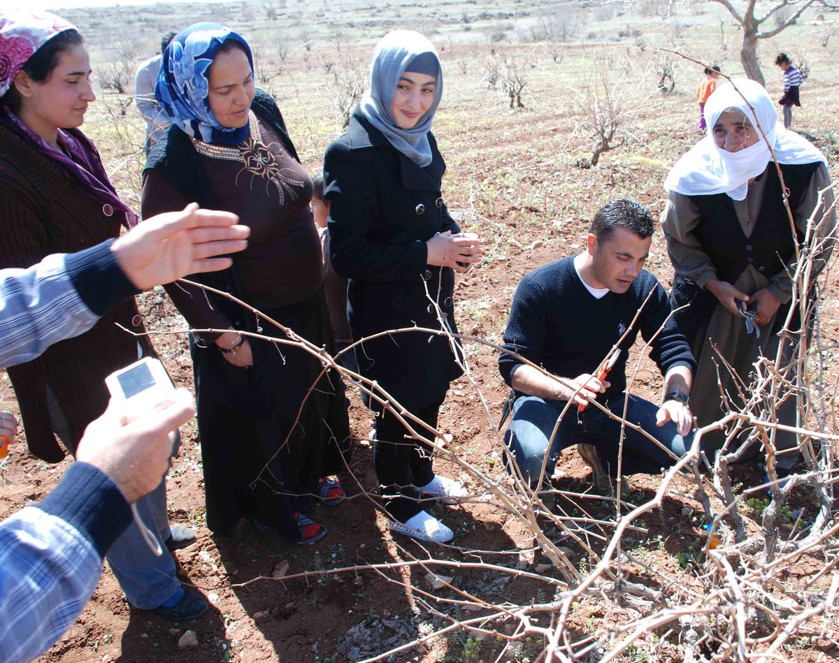 Çiftçilere Bağcılık ve Telli Terbiye Yüksek Bağcılık Eğitimi