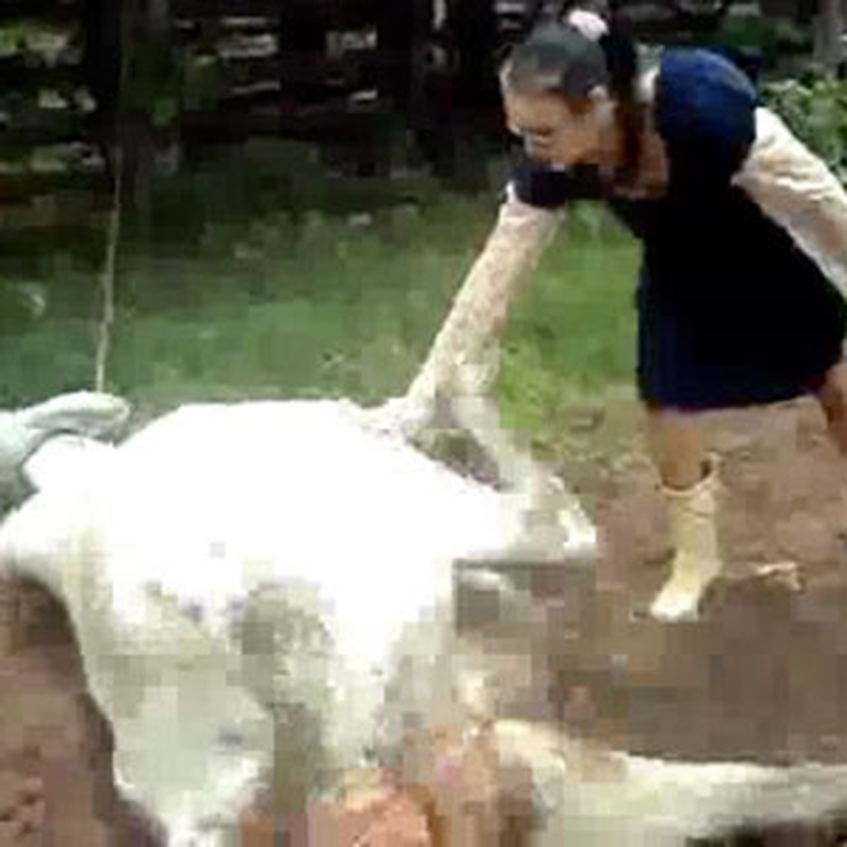 İnekten Veterinere 'Uçan Tekme'