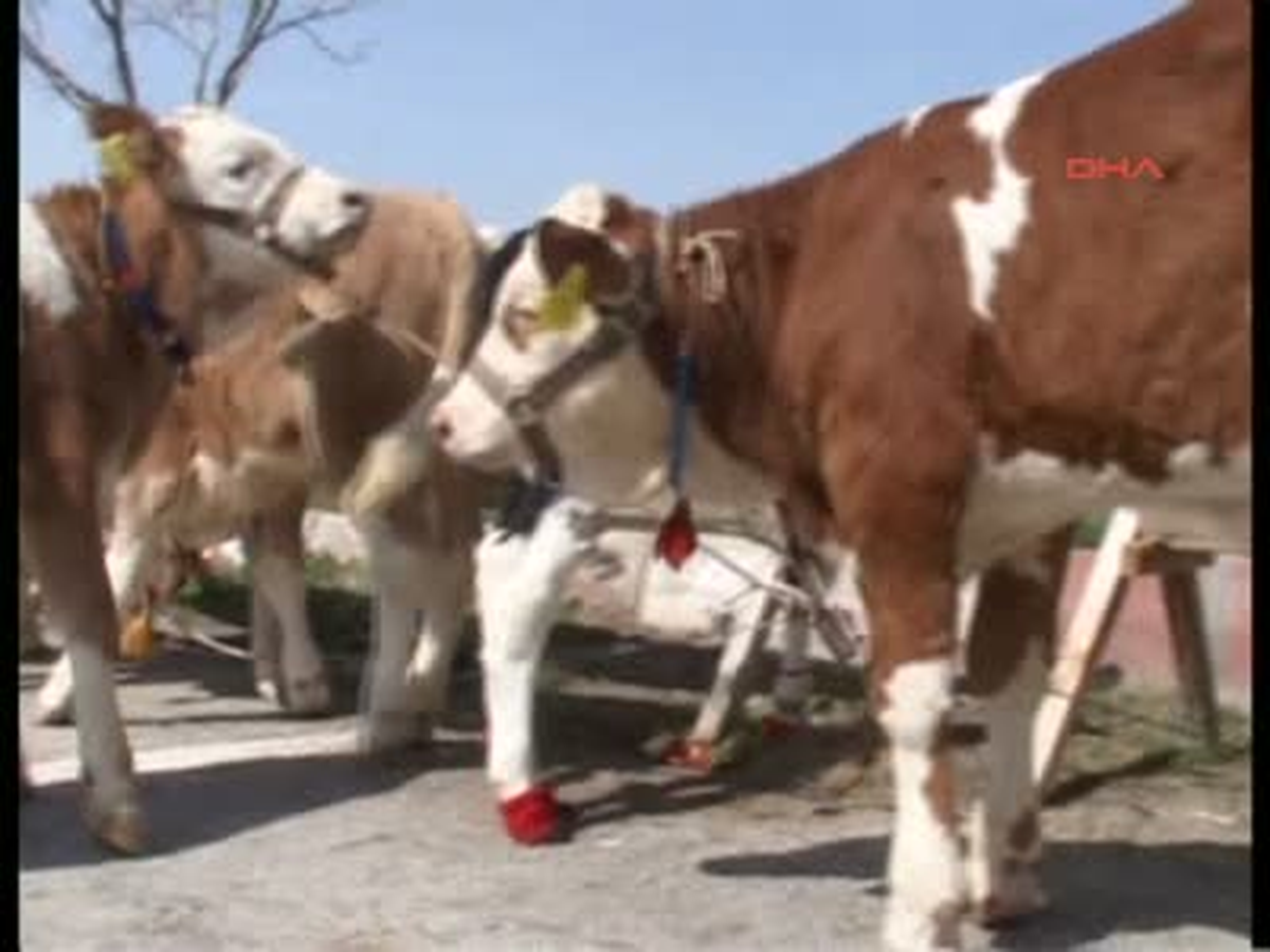 Malatya\'da En Güzel Buzağı Yarışması