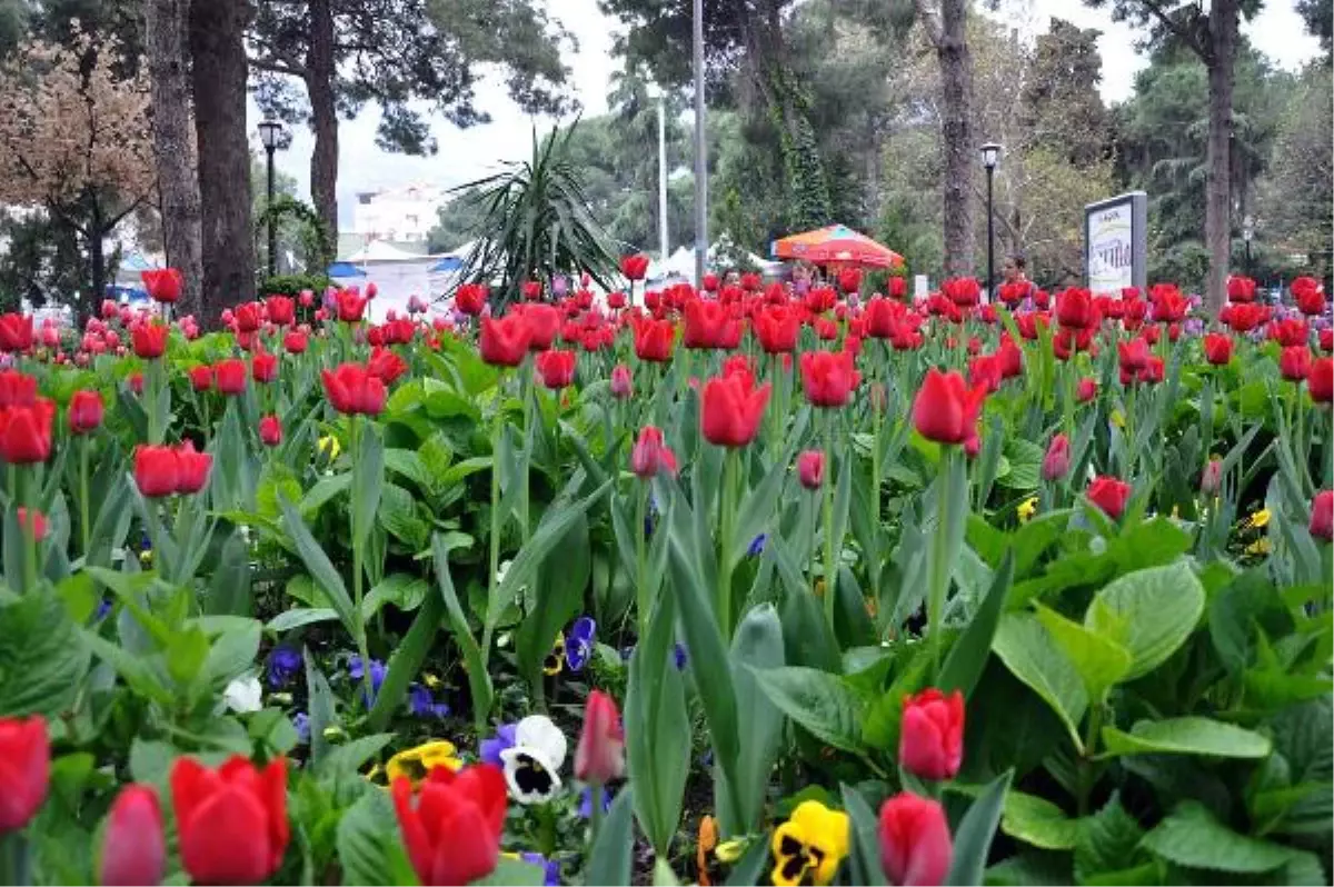 Manisa, Laleler Şehri Oldu