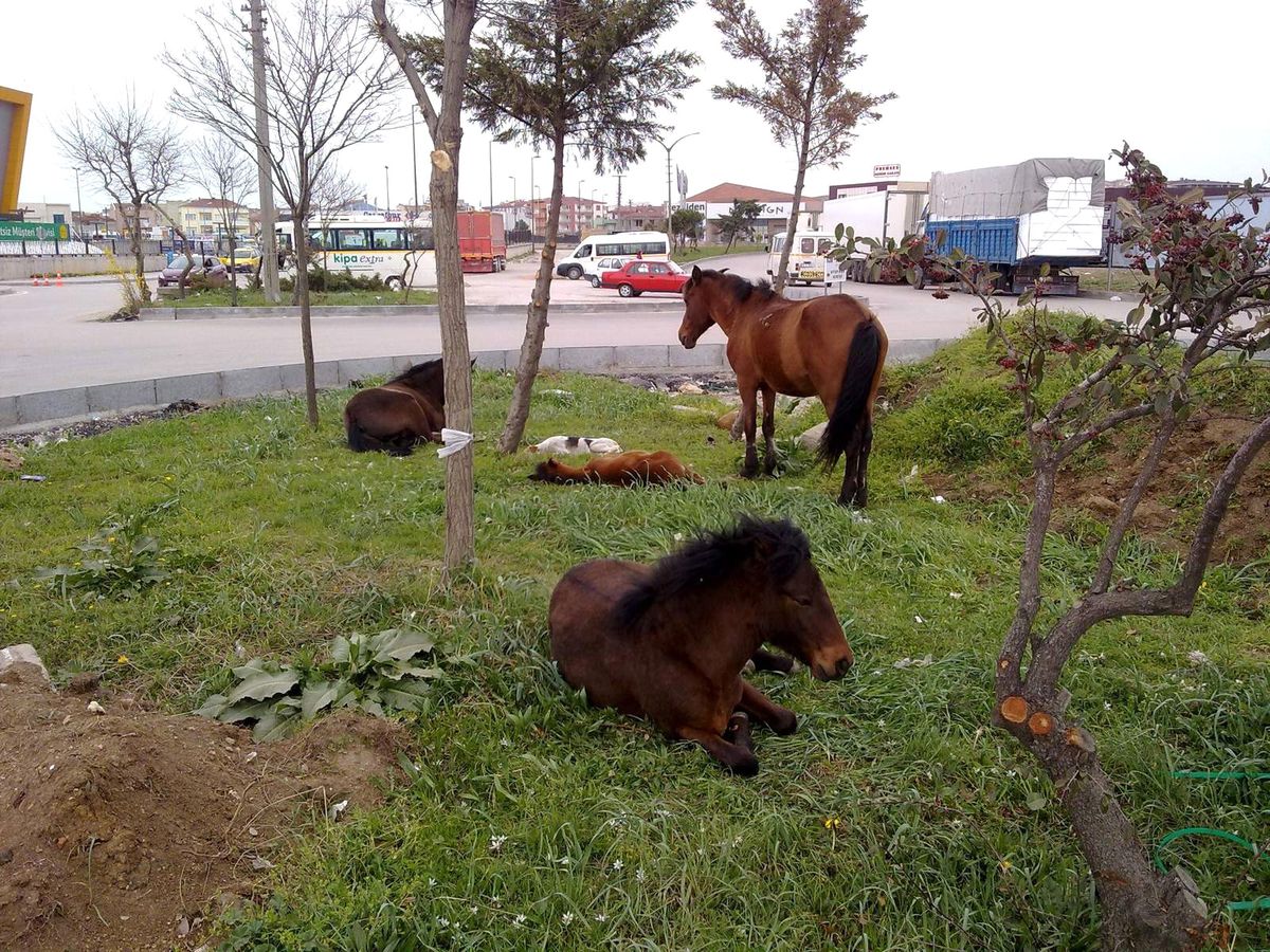 Atlar Refüjü Mesken Edindi
