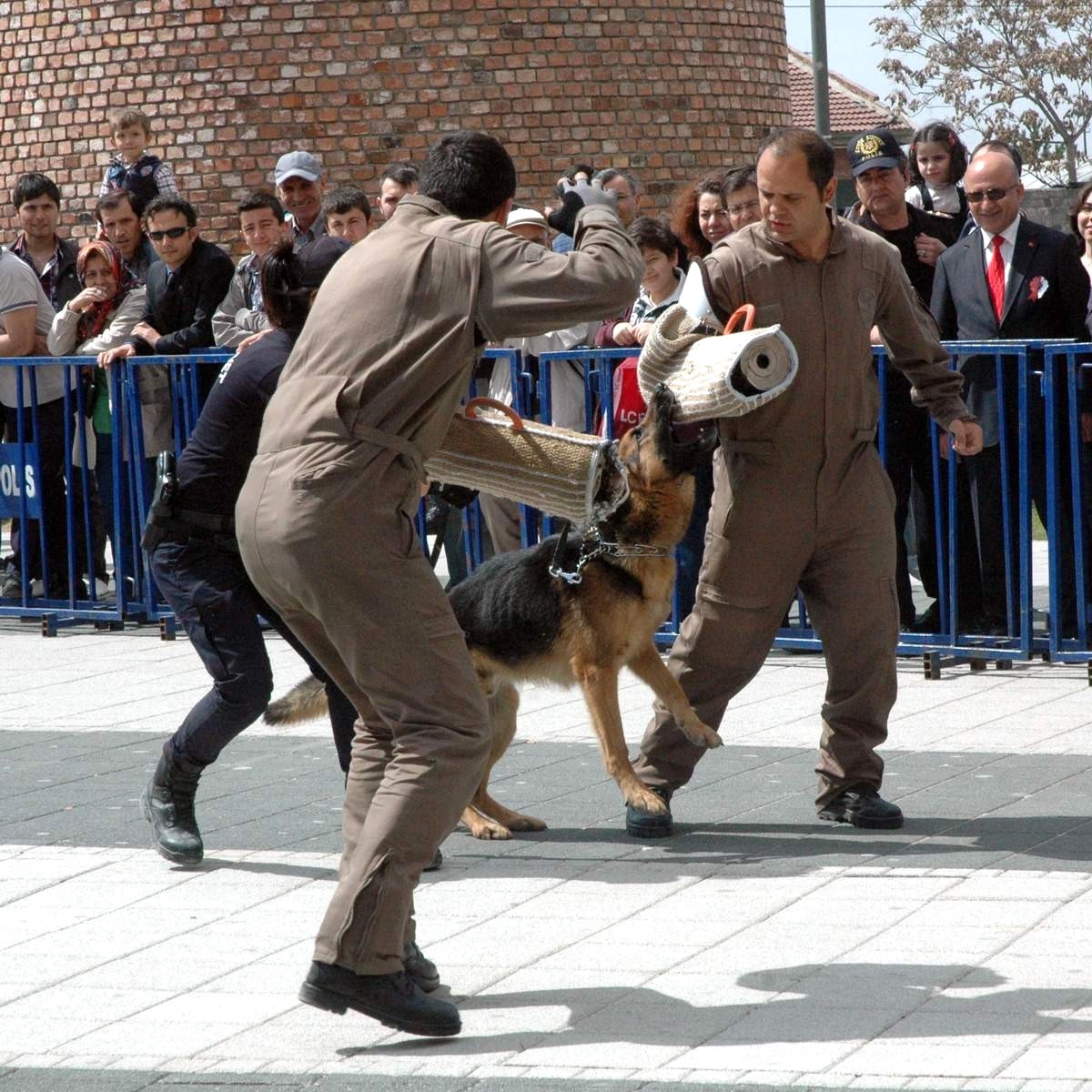 Polis Köpeklerinin Gösterisi Nefes Kesti