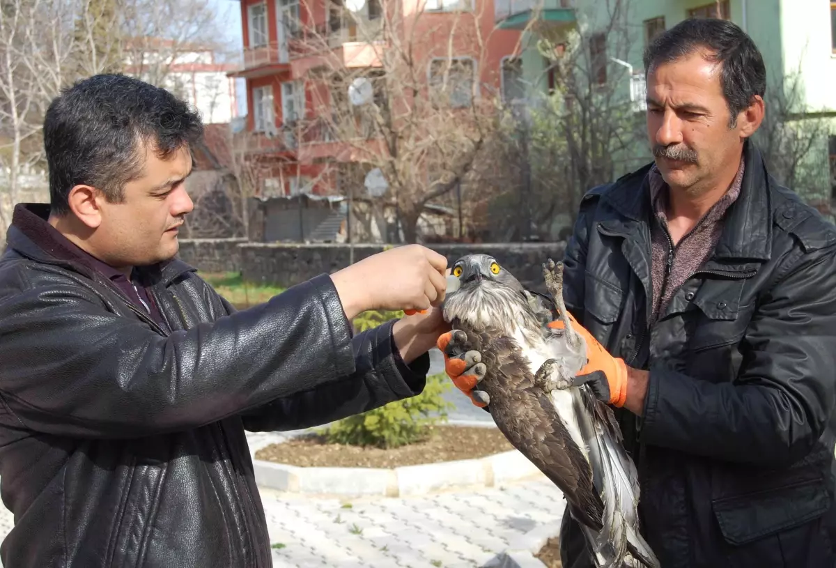 Yaralı Kartal Tedavisinin Ardından Doğaya Bırakılacak