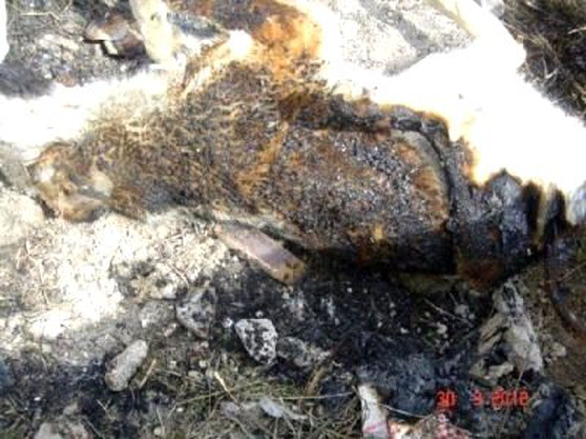 Ankara\'da Köpeklerin Yakıldığı İddiası Hayvanseverleri Ayağa Kaldırdı