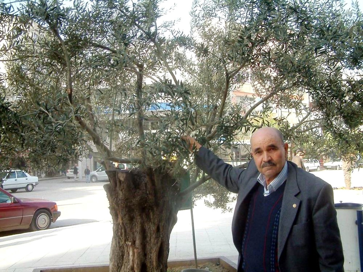 Burhaniye\'de Zeytin İlaçlaması Tepkisi