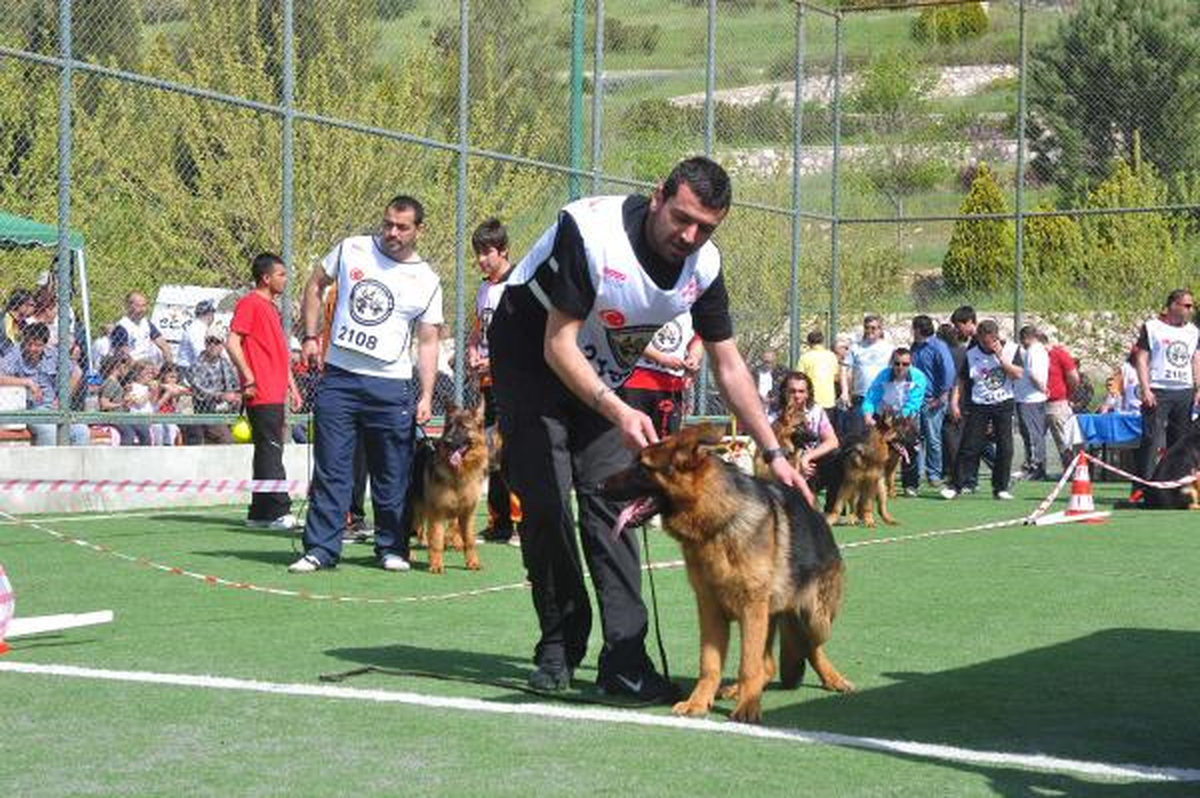 İzmir\'de, Kurt Köpekleri Yarıştı