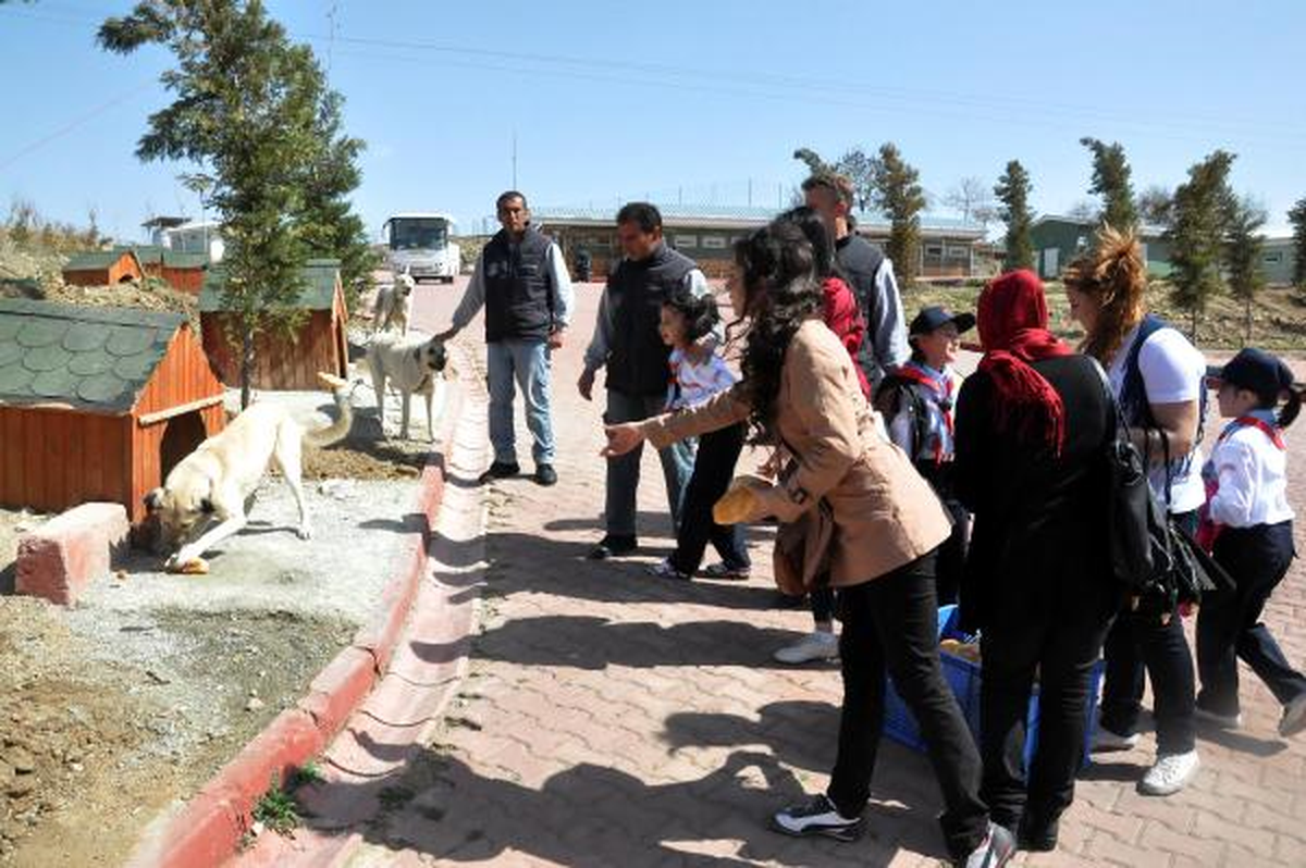 Öğrenciler Yiyecek Toplayıp, Barınaktaki Hayvanlara Yedirdiler