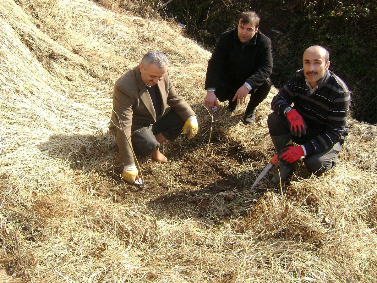 Örnek Bahçede, Bahar Budaması