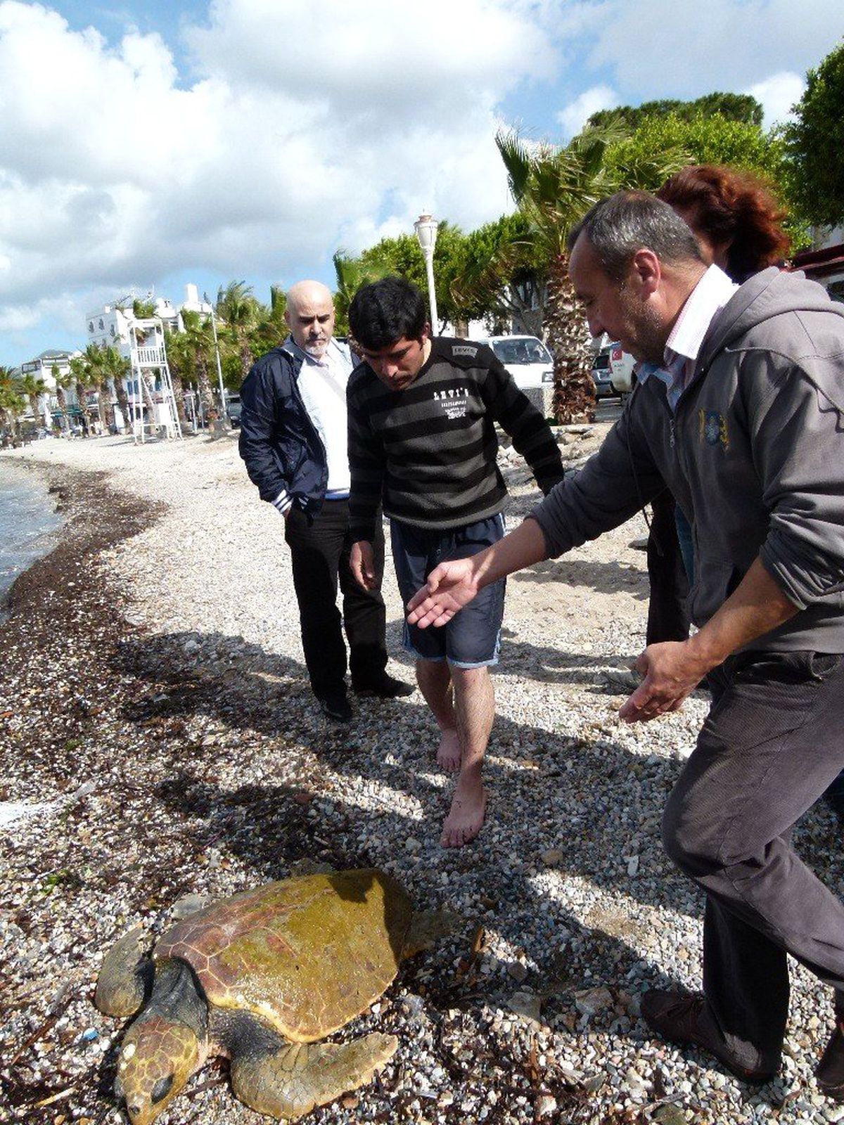 Yaralı Caretta Caretta Sahile Vurdu