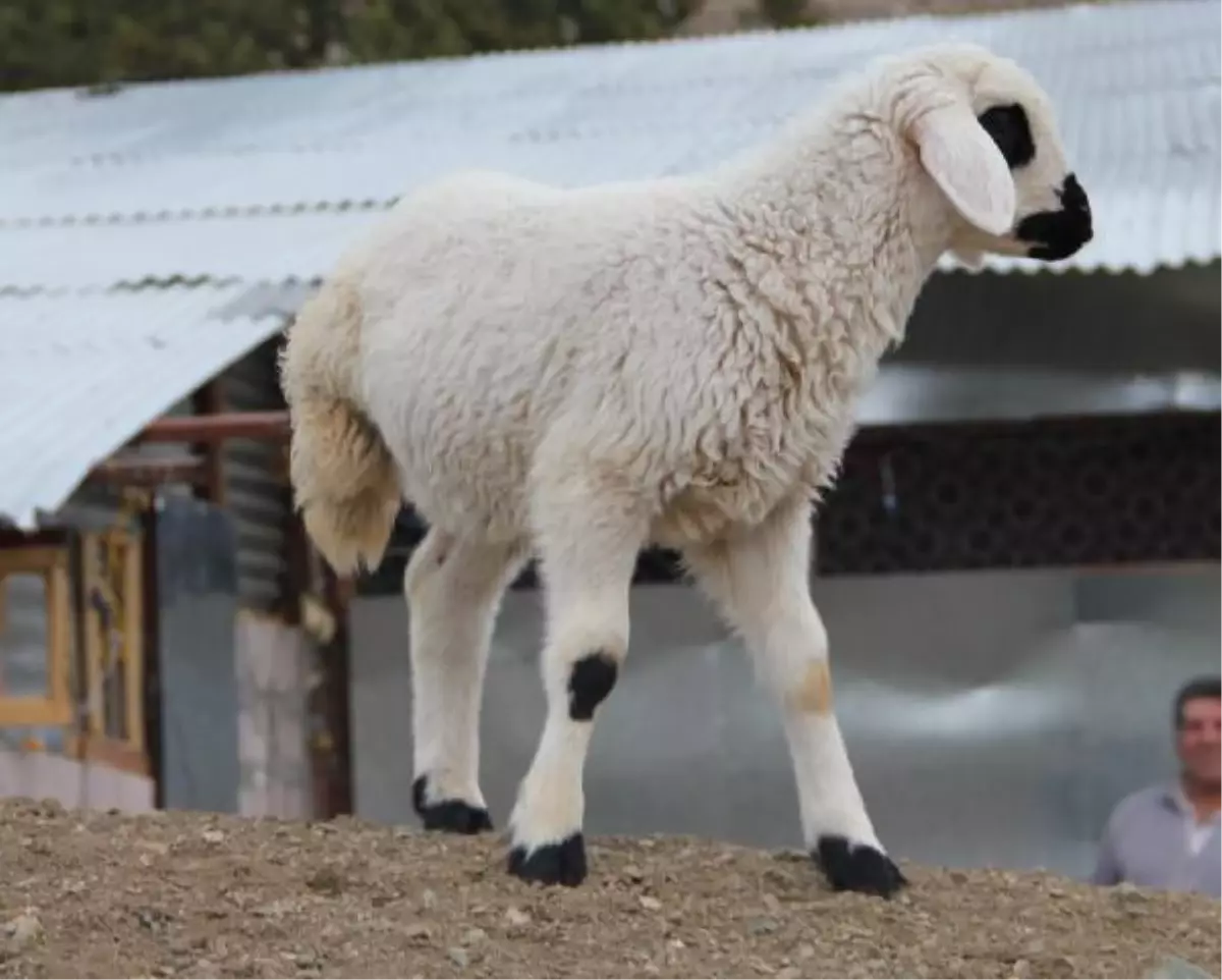 3 Ayaklı Kuzu, Görenleri Şaşırtıyor