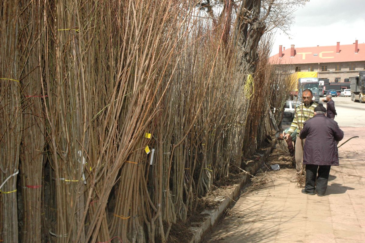 Afgan Muhammed\'in Hayat Mücadelesi