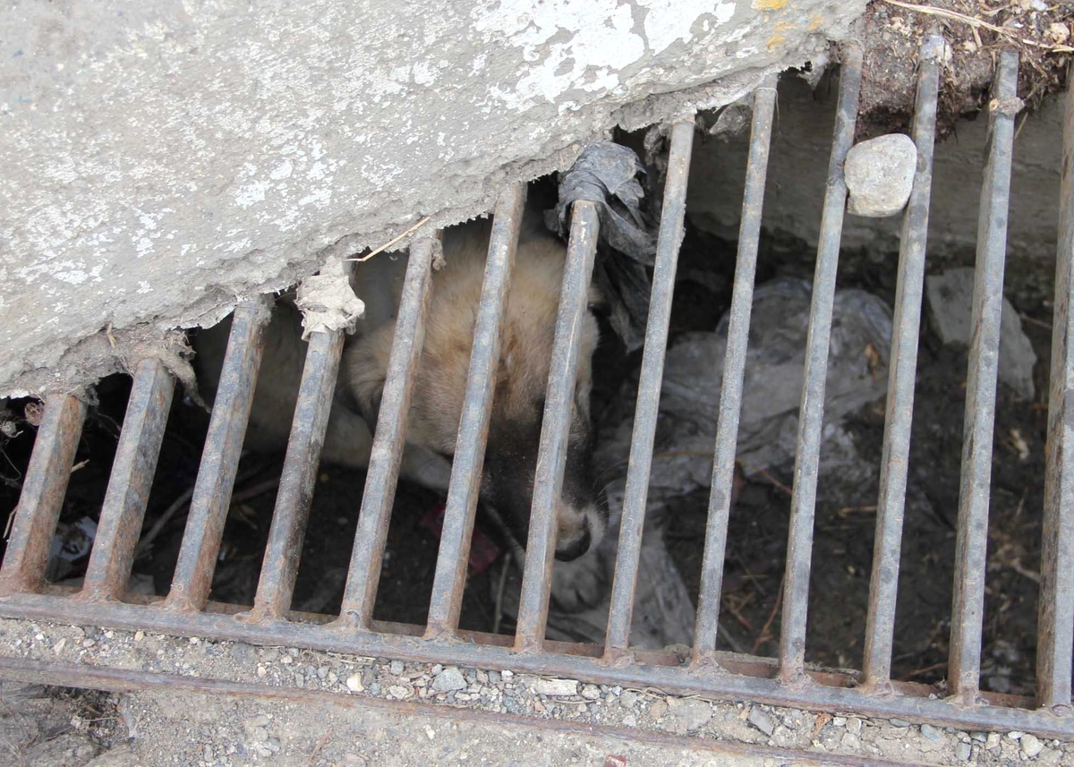 Su Mazgalına Sıkışan Yavru Köpeğin Yardımına Mahalledeki Çocuklar Koştu