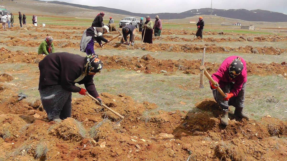 Toprak Erozyonunu Ağaçlandırma Önleyecek