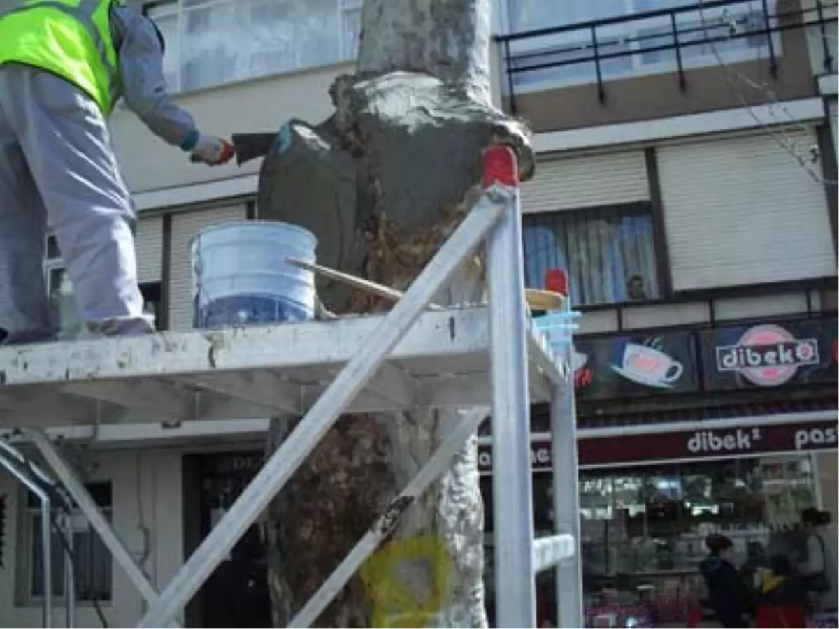 100 Çınara Restorasyon ile Tedavi