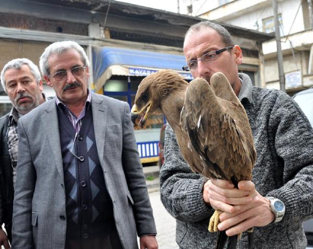 Balıkçı Halinin Çatısında Kaya Kartalı Bulundu