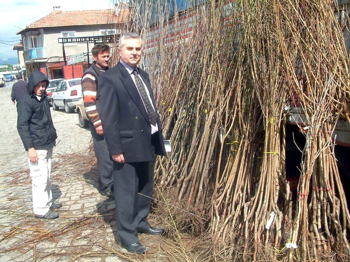 Burhaniye\'de Hastalıklı Fidana Geçit Yok