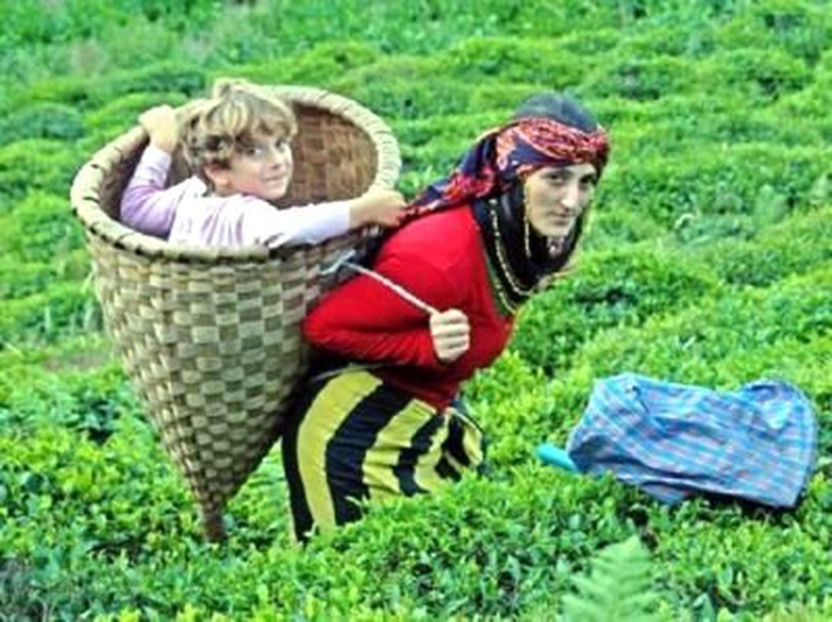 Fındık Üreticilerine 710 Milyon Destek