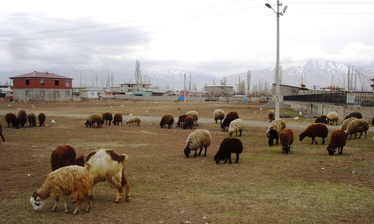 İlkbaharla Birlikte Kayısı Ağaçları Çiçek Açtı
