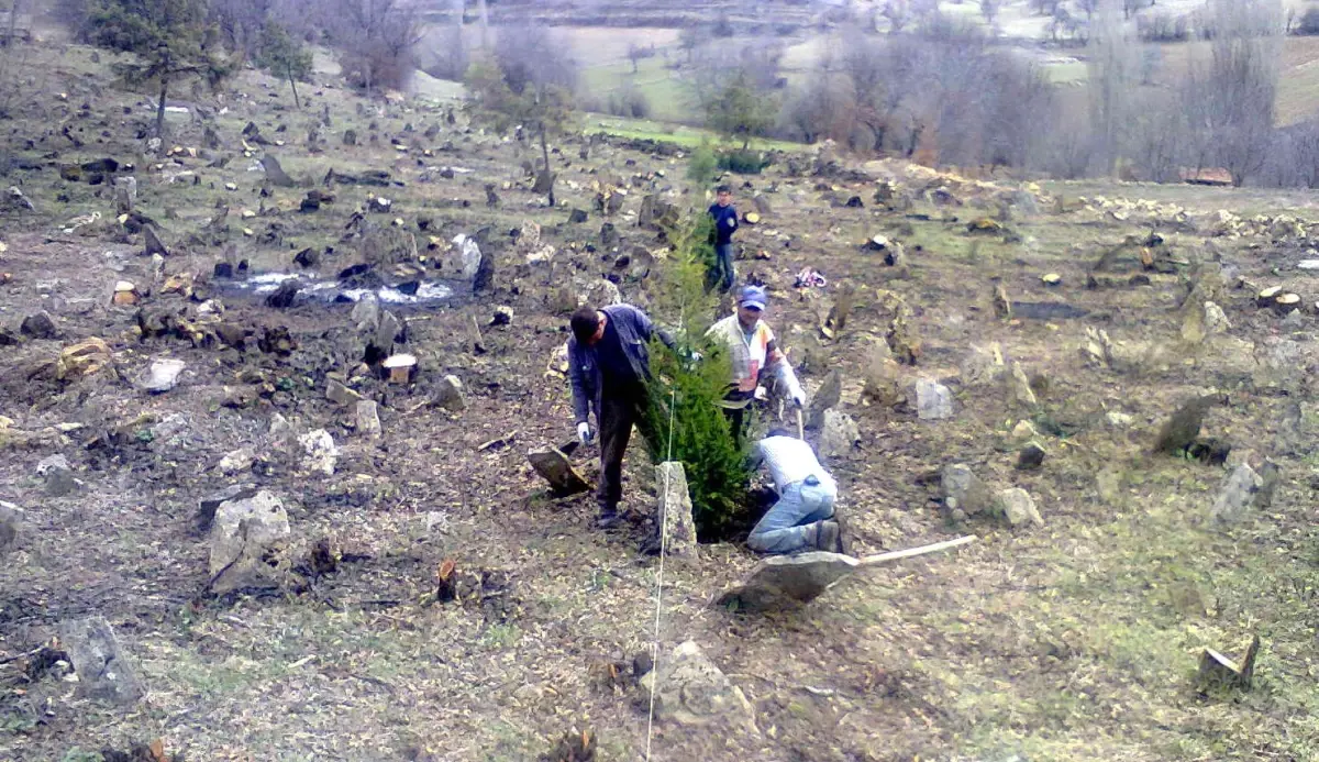 Şenköy\'de Temizlenen Mezarlığa 1200 Fidan Dikildi