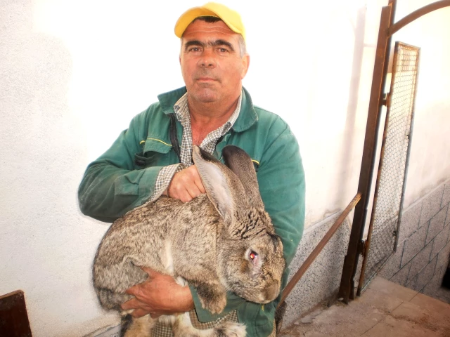 Türkiye’den Bulgaristan’a Tavşan Eti İçin Geliyorlar Son Dakika Dünya
