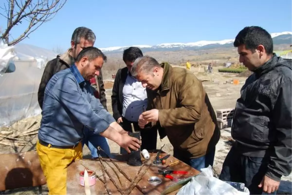 Ilgaz'da Uygulamalı Ceviz Aşılama Eğitimi