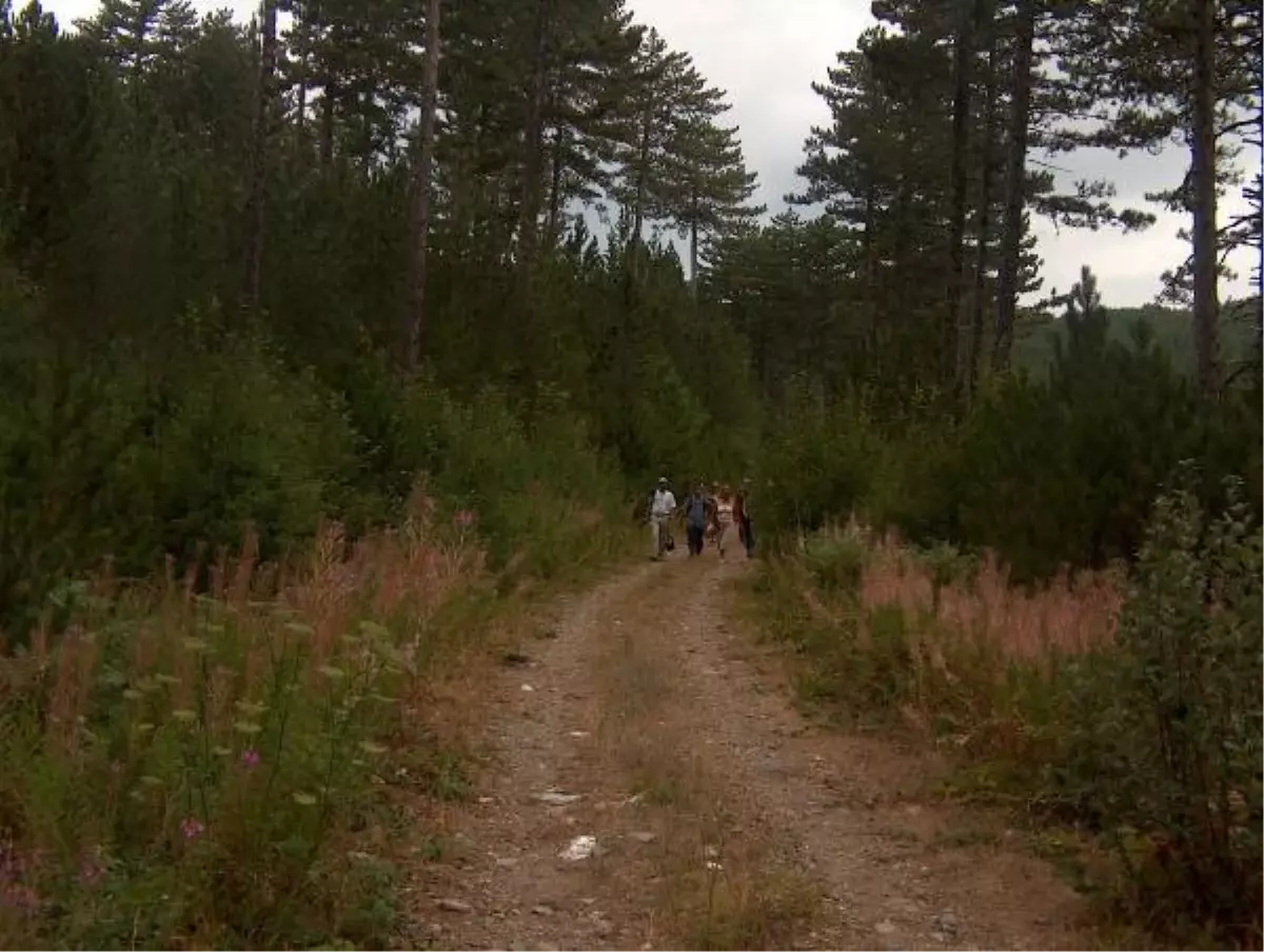 Kazdağları, Polen Alerjisinin Nedeniymiş