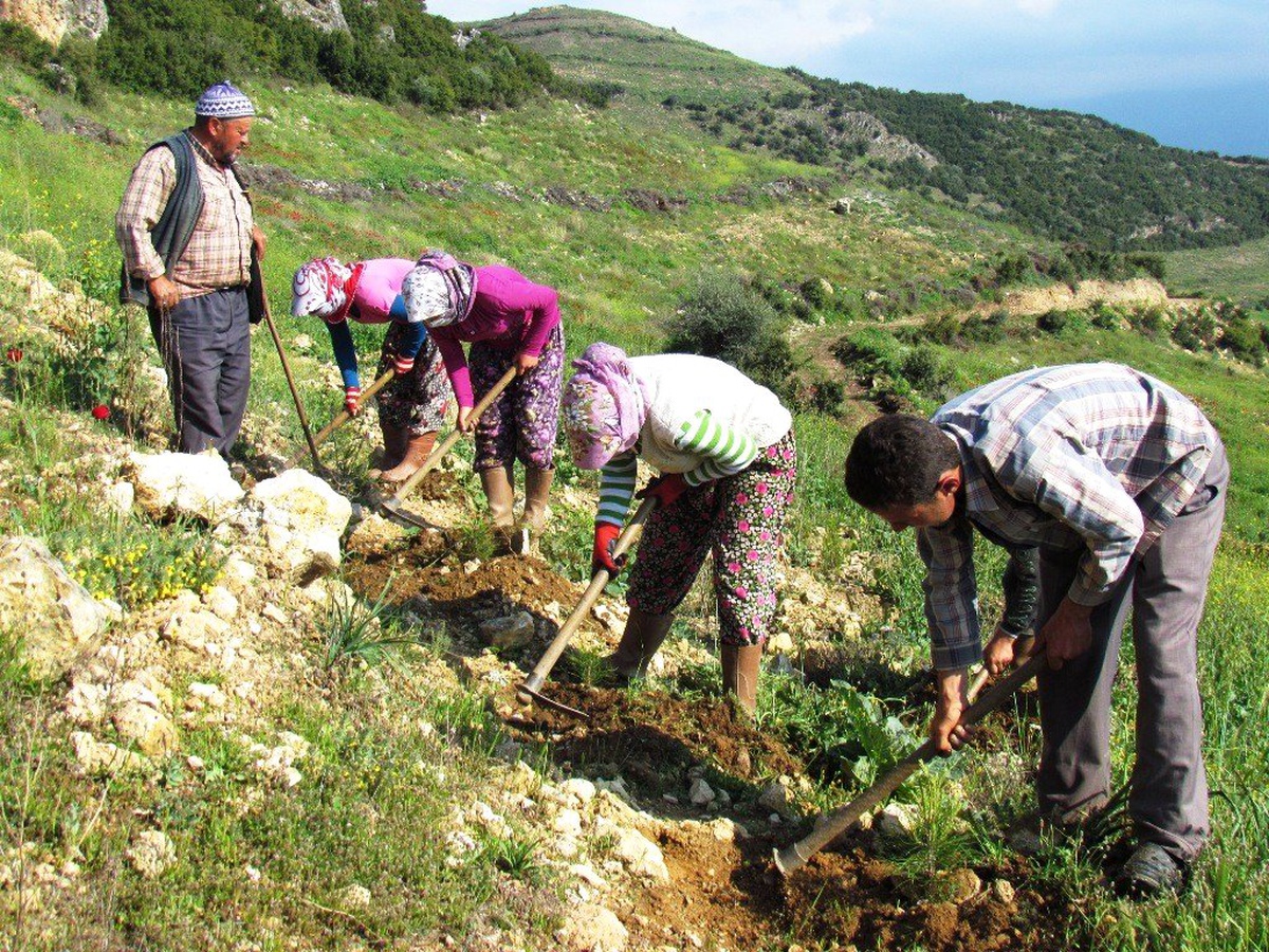 Klorane Enstitüsü'nden Beydağ'a 5 Bin Fidan