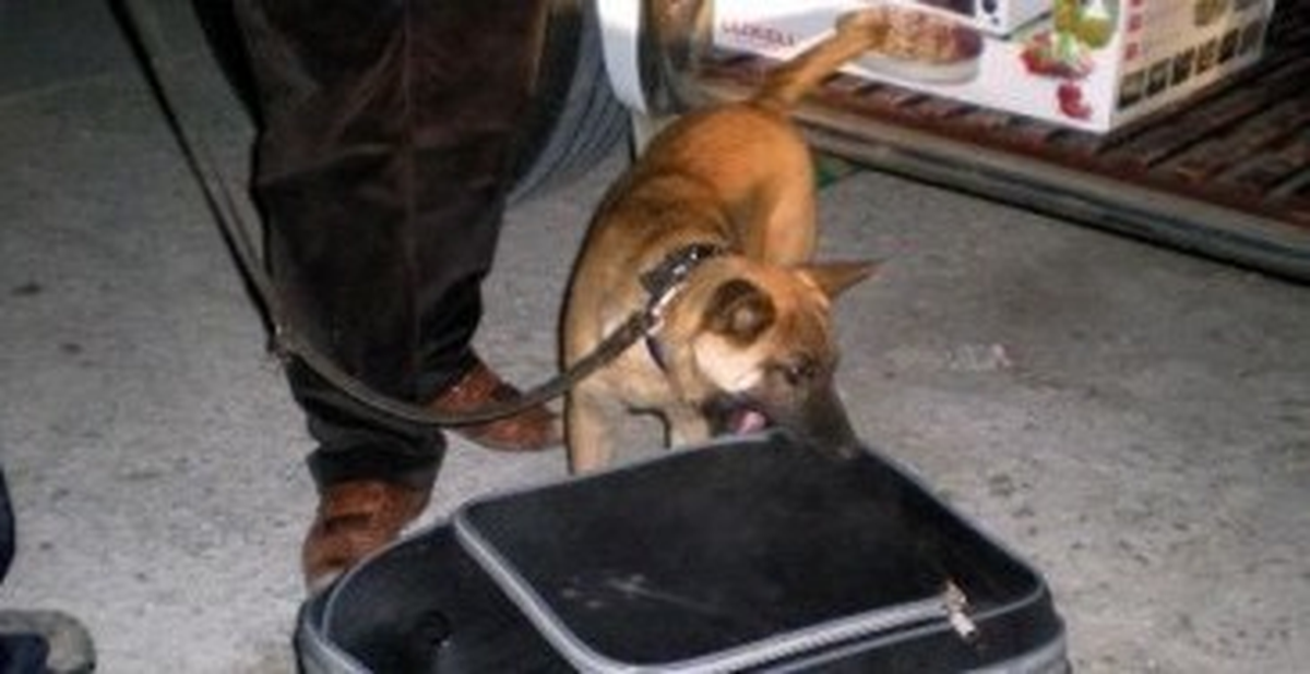 Narkotik Köpeği Irmak, Uyuşturucuya Geçit Vermiyor