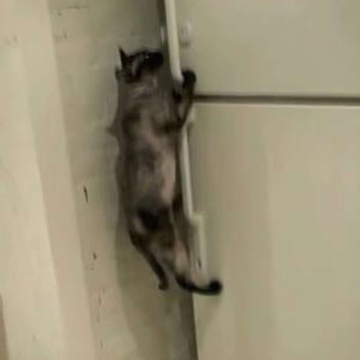 Hırsız Kedi İmkansızı Başardı